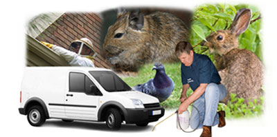 Port Talbot local van